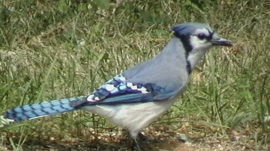  OISEAUX  ET ECUREUILS