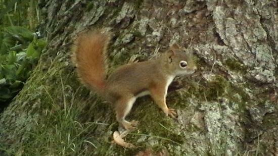 animaux du Quebec