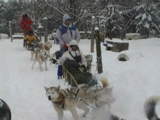 chien de traineaux